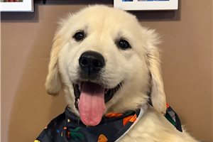 Hermie - Golden Retriever for sale