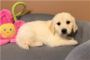 Jada - Golden Retriever for sale