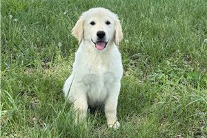 Hermie - Golden Retriever for sale