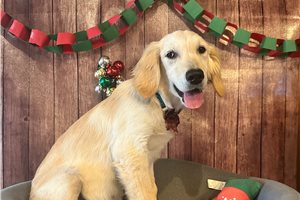 Mateo - Golden Retriever for sale