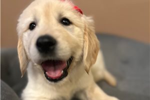 Jersey - Golden Retriever for sale