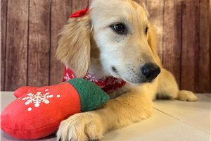 Madison - Golden Retriever for sale