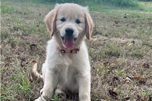 Lambert - puppy for sale