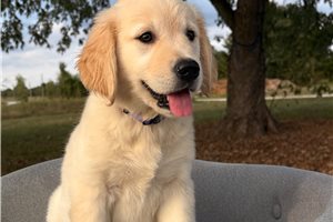 Kyra - Golden Retriever for sale