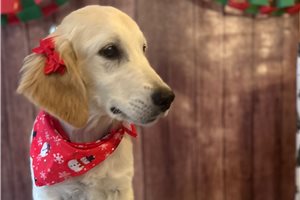 Maria - Golden Retriever for sale