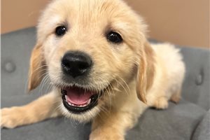 Johanna - Golden Retriever for sale