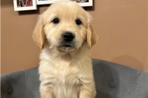 Jeremy - Golden Retriever for sale