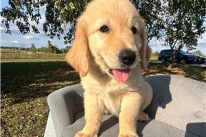 Kurt - puppy for sale