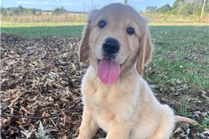 Kutcher - puppy for sale