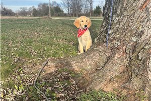 Maeve - Golden Retriever for sale