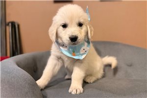 Jamison - Golden Retriever for sale