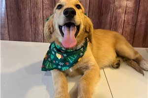 Mila - Golden Retriever for sale