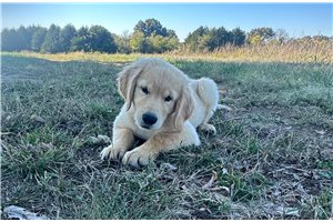 Kurt - Golden Retriever for sale