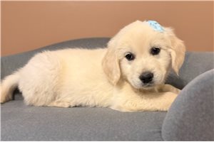 Julia - Golden Retriever for sale