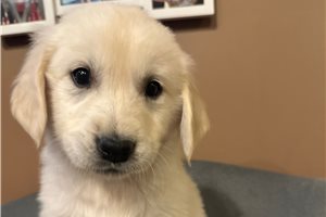 Jolene - Golden Retriever for sale
