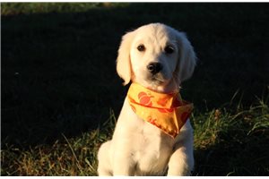 Phillipa - Golden Retriever for sale
