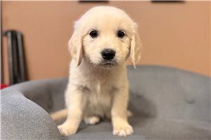 Jessica - Golden Retriever for sale