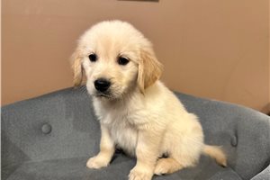 Jenson - Golden Retriever for sale