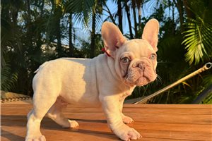 Cloud - French Bulldog for sale