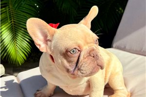 Issac - French Bulldog for sale