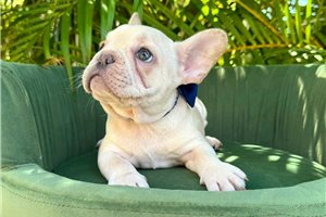 Comet - French Bulldog for sale
