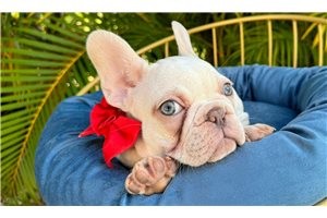 Cloud - French Bulldog for sale
