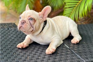 Issac - French Bulldog for sale