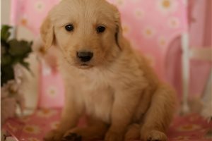 Pansy - Golden Retriever for sale