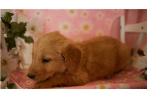 Paige - puppy for sale