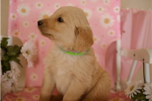 Pauly - puppy for sale