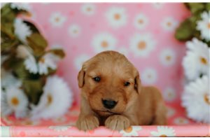 Pansy - Golden Retriever for sale