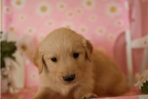 Picard - puppy for sale