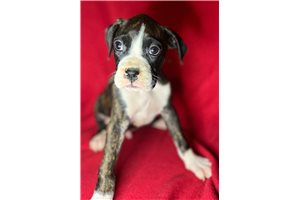 Sherwin - Boxer for sale