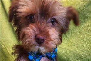 Paul - Yorkshire Terrier - Yorkie for sale