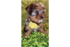 Priscilla - puppy for sale