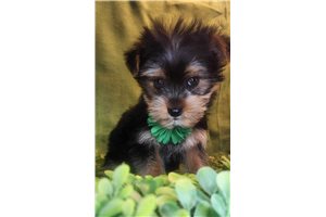 Paris - puppy for sale