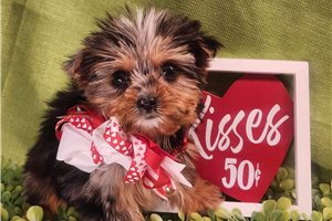 Peyton - Yorkshire Terrier - Yorkie for sale