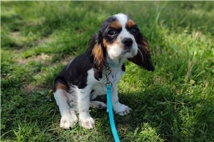 Cutter - puppy for sale