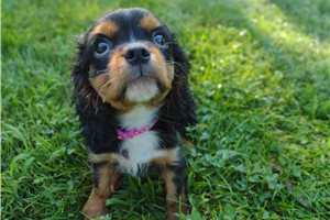 Sasha - puppy for sale