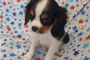 Finley - puppy for sale