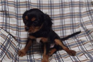 Matt - Cavalier King Charles Spaniel for sale