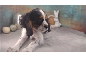 Cupid - puppy for sale