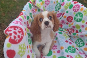 Giles - Cavalier King Charles Spaniel for sale