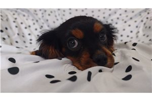 Matt - Cavalier King Charles Spaniel for sale