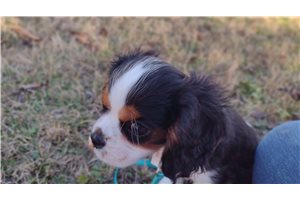 Oliver - puppy for sale