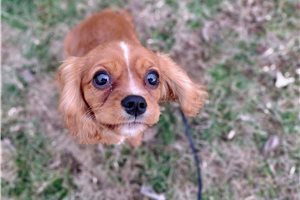 Olivia - Cavalier King Charles Spaniel for sale