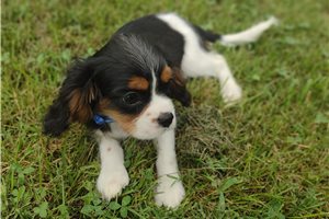 Fernando - Cavalier King Charles Spaniel for sale
