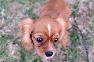 Olivia - Cavalier King Charles Spaniel for sale