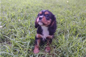 Simon - puppy for sale