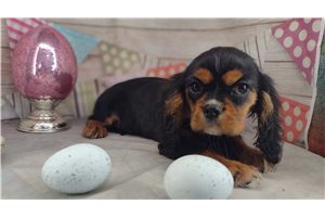 Candace - puppy for sale